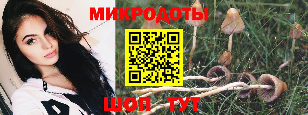 Галлюциногенные грибы Psilocybe Тимашёвск
